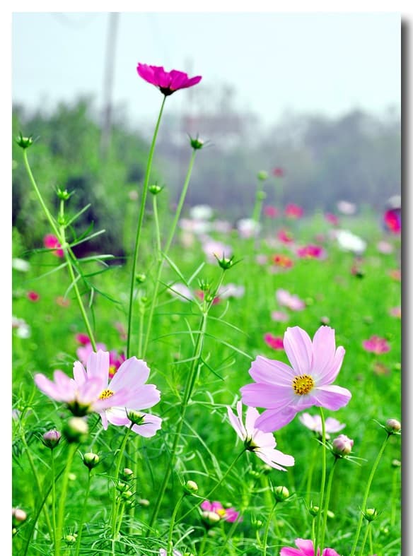 Hương hoa cỏ - Tuyệt phẩm mùi hương dành cho phái đẹp